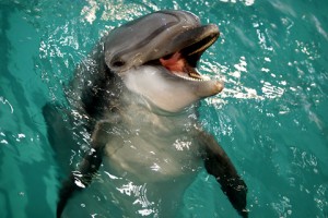 delfin-afalina