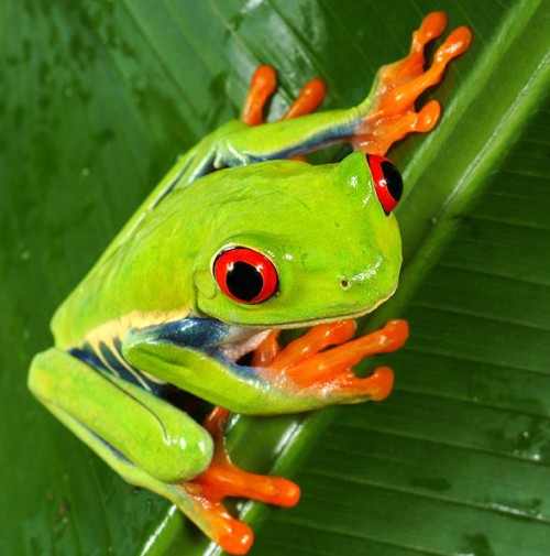 Какой звук издает самая большая в мире лягушка?