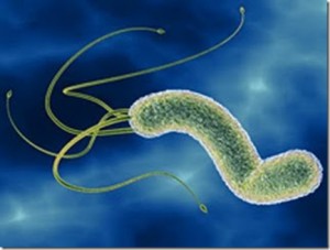 Helicobacter pylori