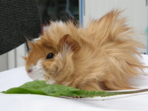 морская свинка