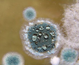 пенициллин