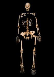 homo_heidelbergensis