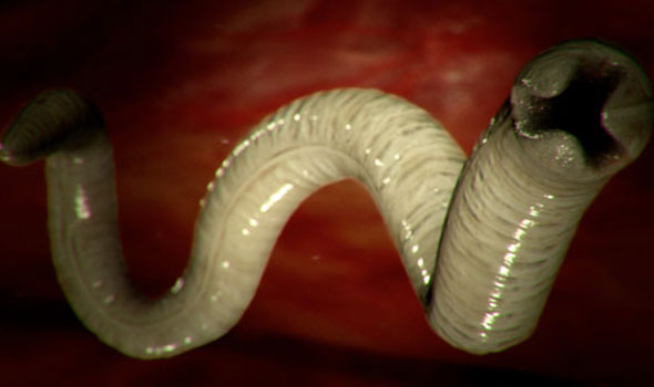 Непрошеные гости.