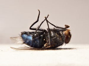 мертвая муха