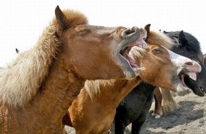 Лошади чихают