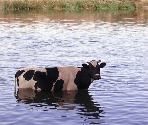 корова в воде