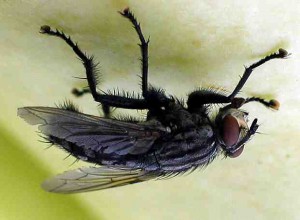 муха на потолке