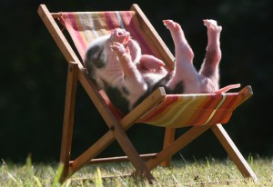поросенок в шезлонге