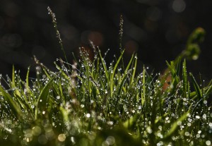 после-дождя